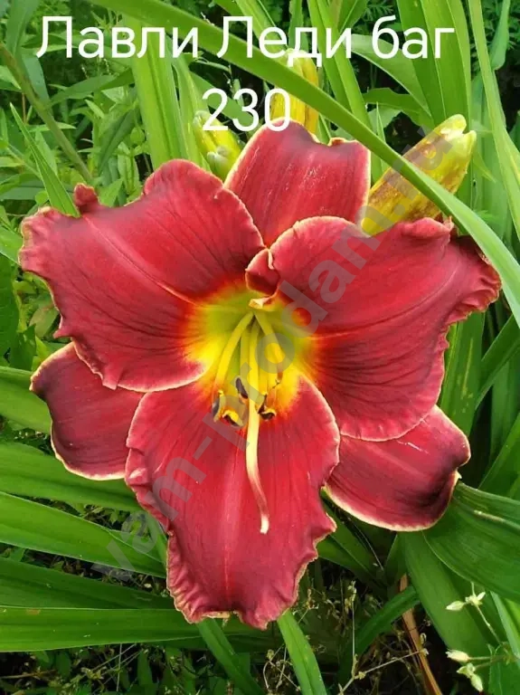 Лилейники сортовые на весну 2026