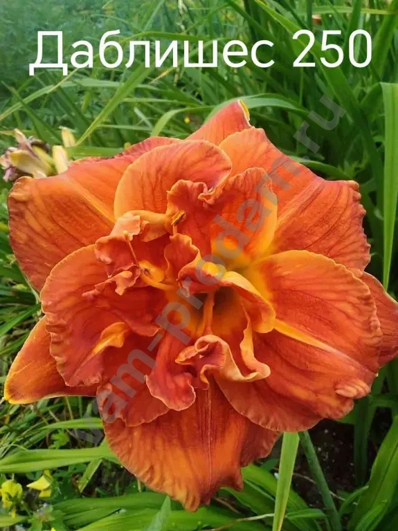 Лилейники сортовые на весну 2026