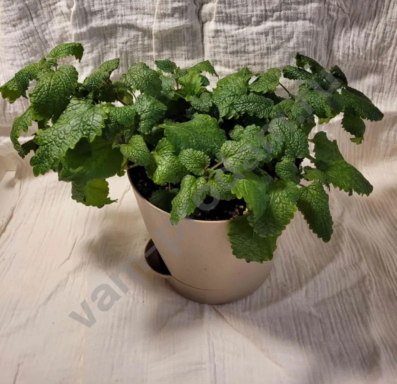 Мелисса в горшке, мята