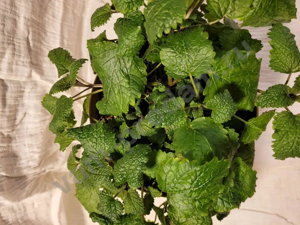 Мелисса в горшке, мята