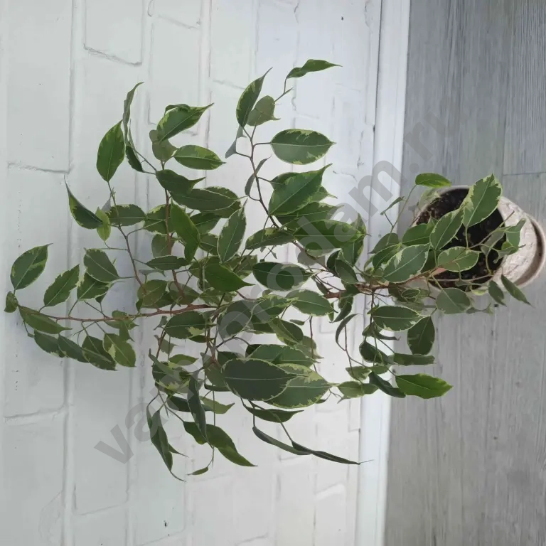 фикус Бенджамина