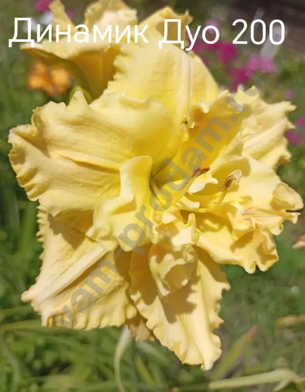 Лилейники сортовые на весну 2026