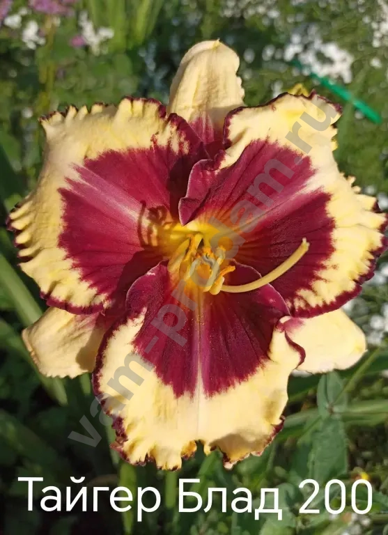 Лилейники сортовые на весну 2026