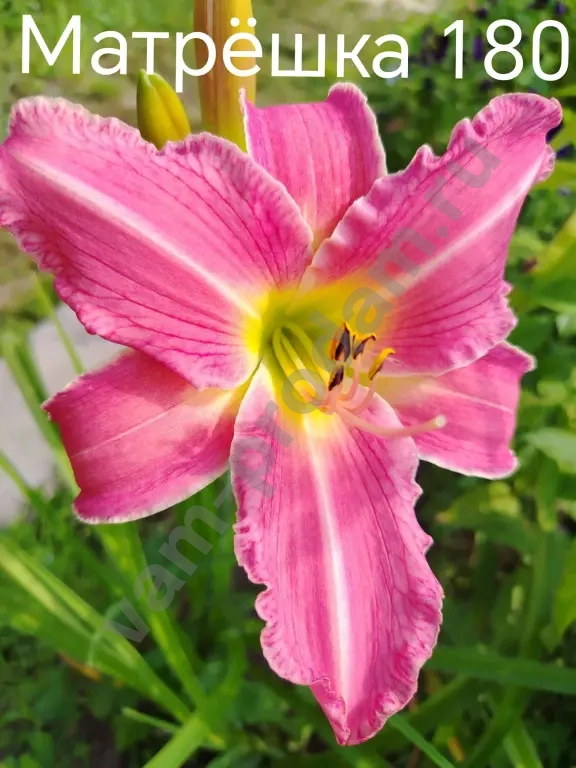 Лилейники сортовые на весну 2026