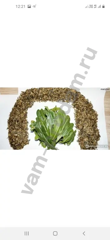 семена усьмы много