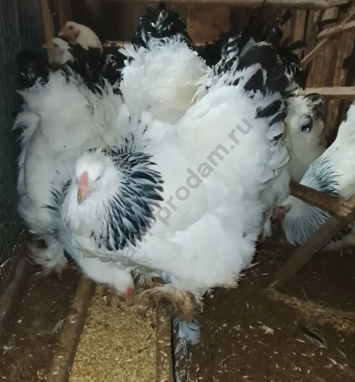 Куры и петухи брама Колумбийская