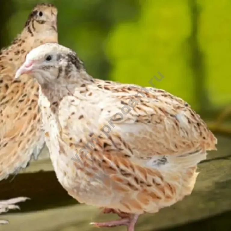 инкубационное яйцо перепелиное,перепела,яйцо,мясо