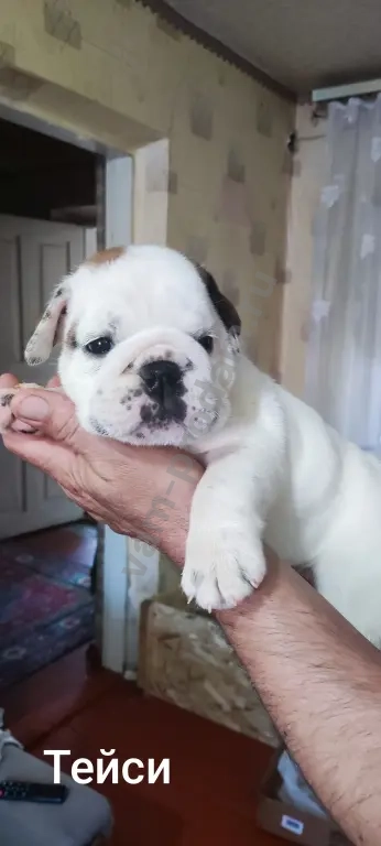 английский бульдог