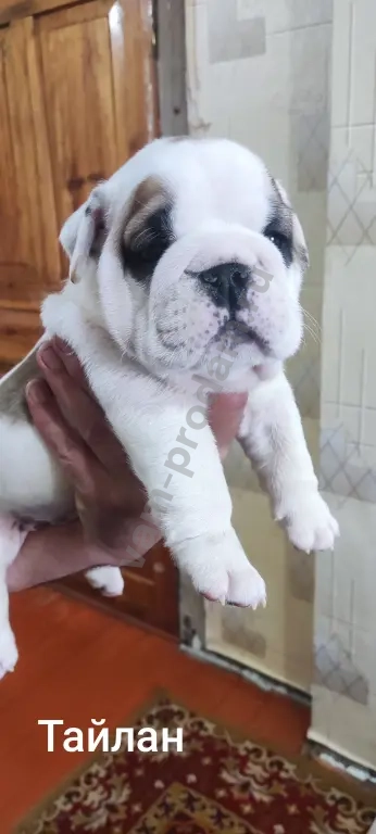 английский бульдог