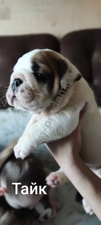 английский бульдог