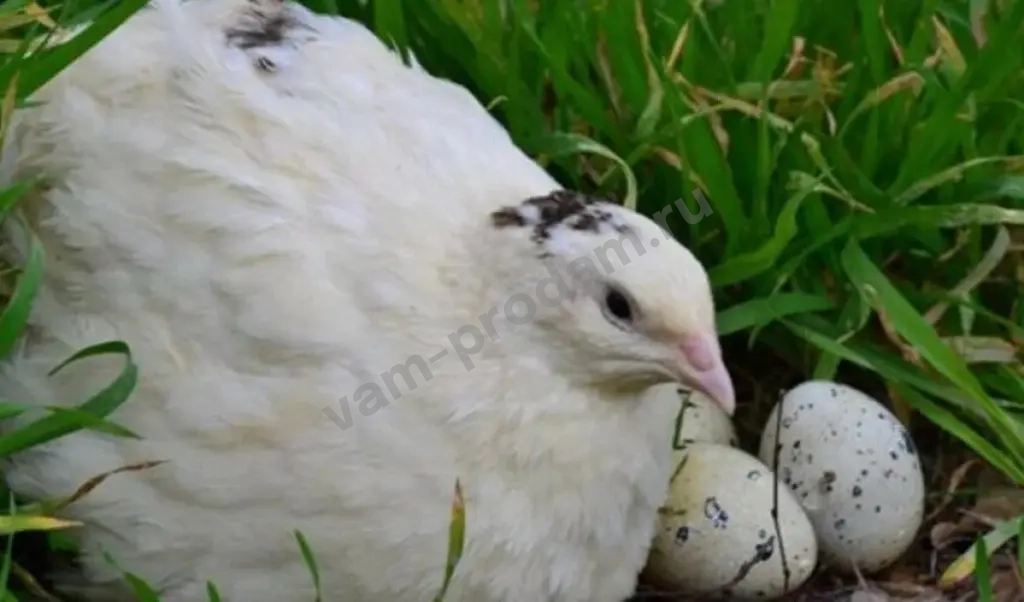 инкубационное яйцо перепелиное,перепела,яйцо,мясо