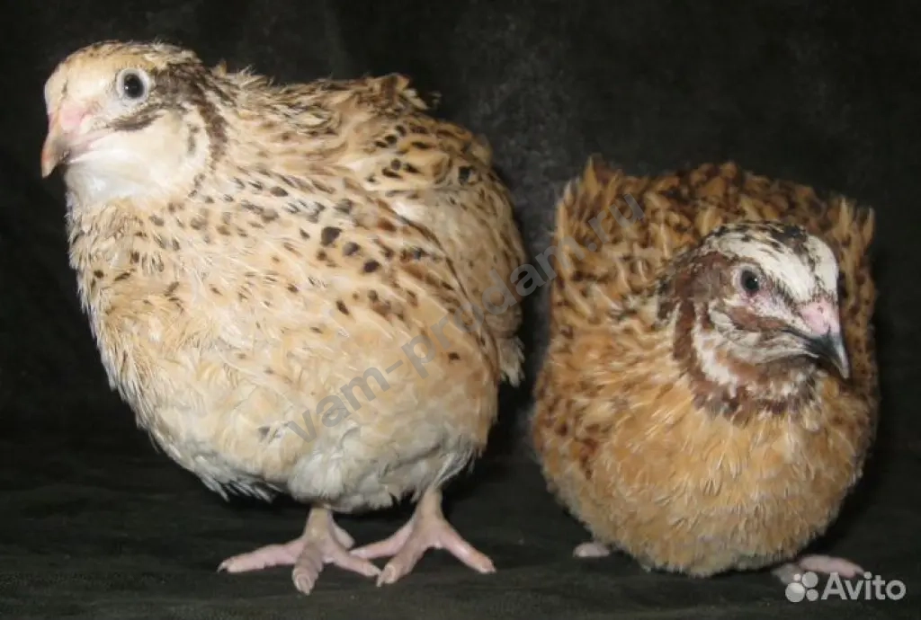 инкубационное яйцо перепелиное,перепела,яйцо,мясо