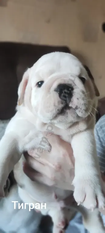 английский бульдог