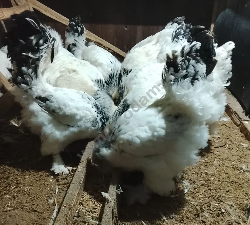 Куры и петухи брама Колумбийская