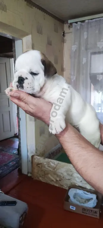 английский бульдог