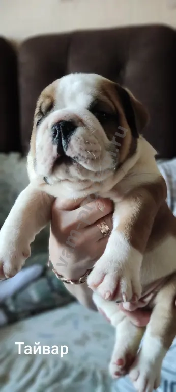 английский бульдог