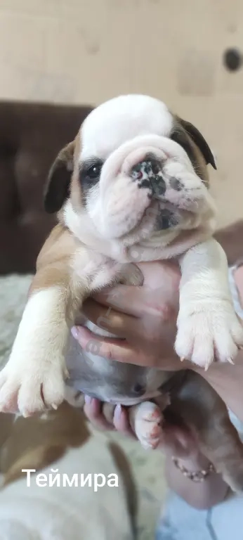 английский бульдог