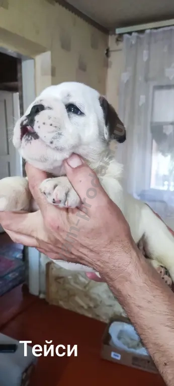 английский бульдог