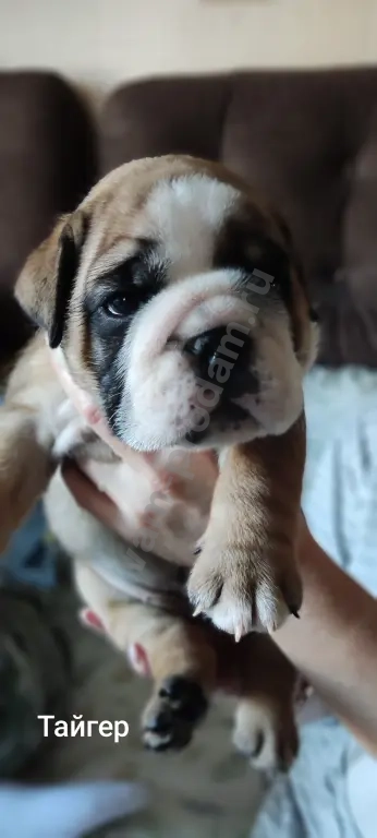 английский бульдог