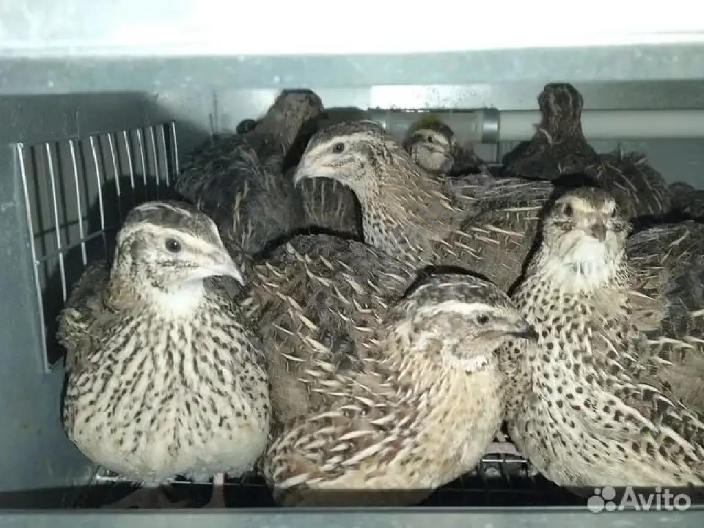 инкубационное яйцо перепелиное,перепела,яйцо,мясо