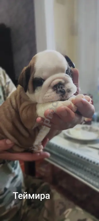 английский бульдог