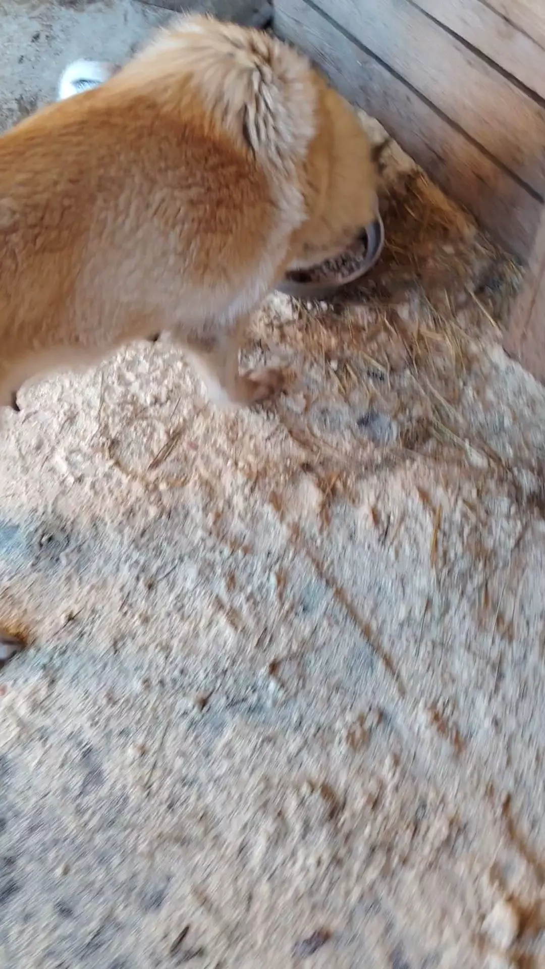 Щенков лайки