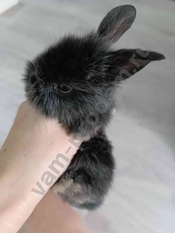 Декоративные крольчата.