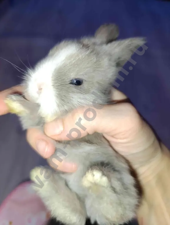 Декоративные крольчата.