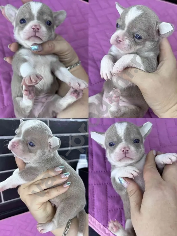 Щенки чихуахуа мини и стандарт