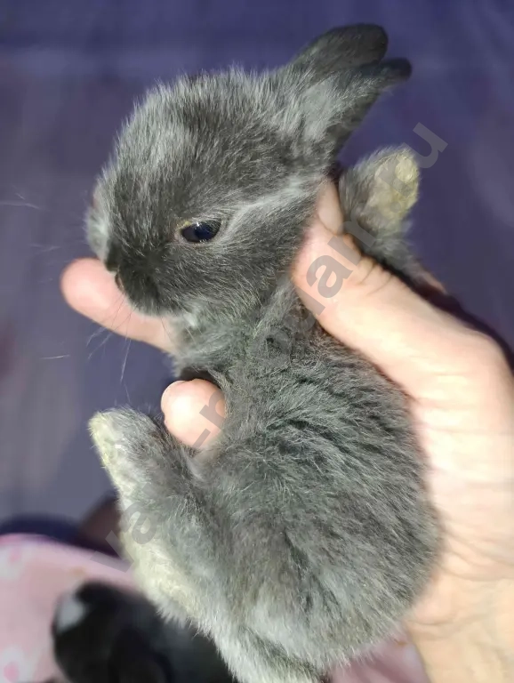 Декоративные крольчата.