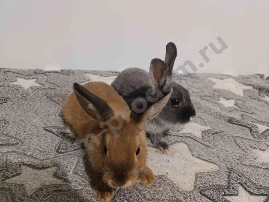 Декоративные крольчата.