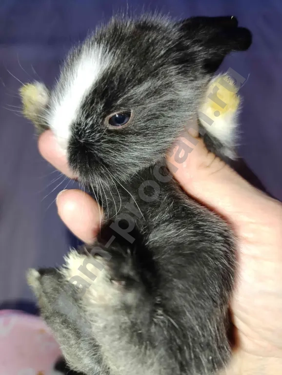 Декоративные крольчата.