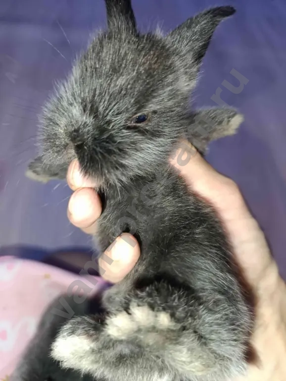 Декоративные крольчата.