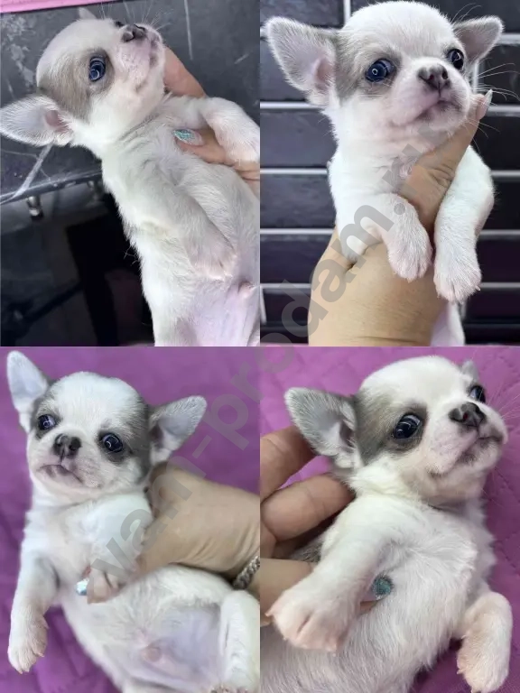 Щенки чихуахуа мини и стандарт