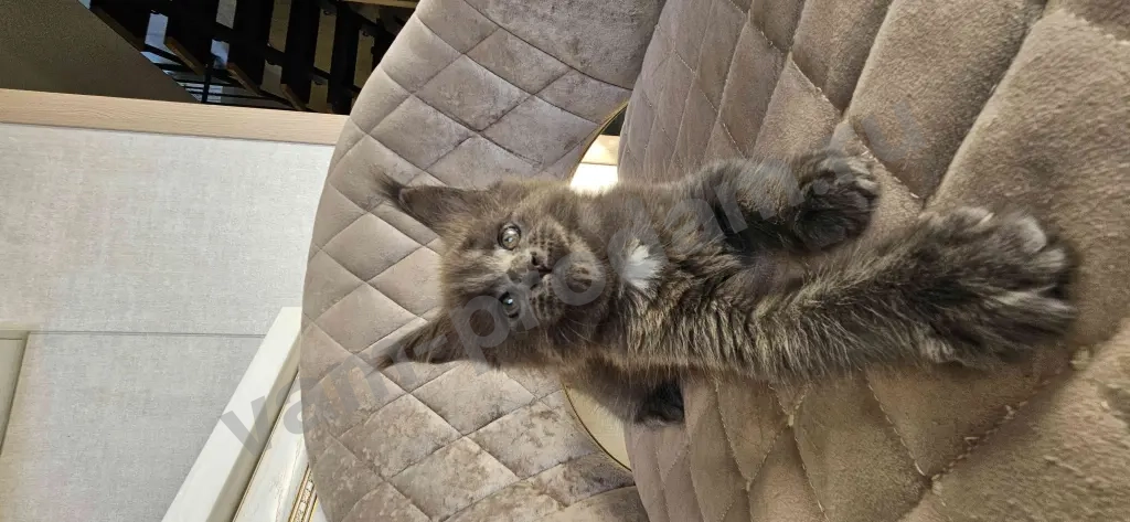 Котята Мейн-кун