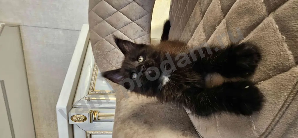 Котята Мейн-кун