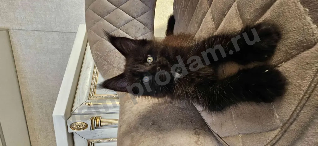 Котята Мейн-кун