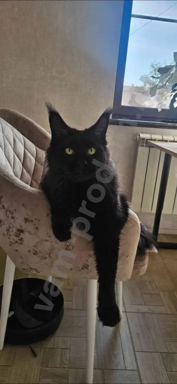 Котята Мейн-кун