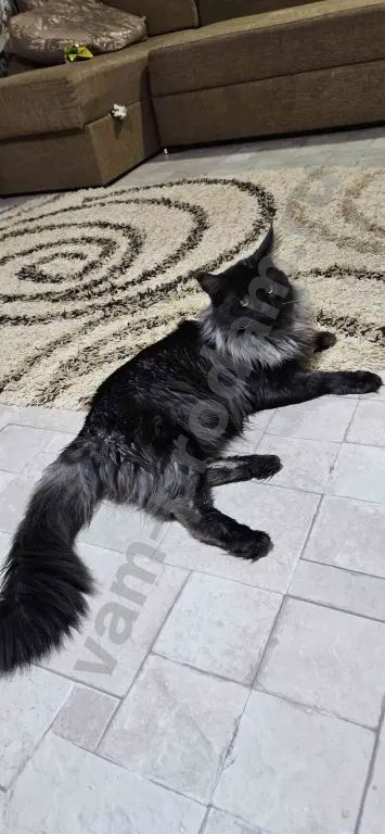 Котята Мейн-кун