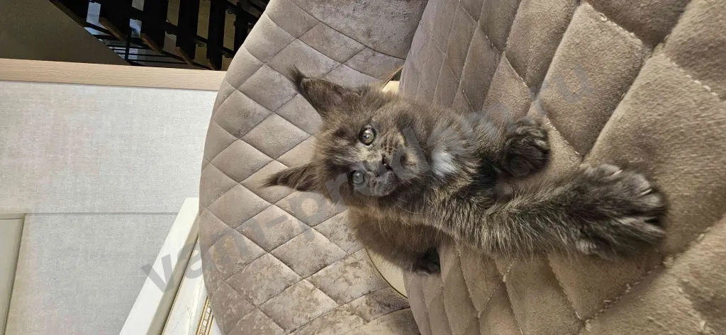 Котята Мейн-кун