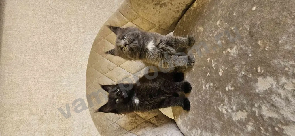 Котята Мейн-кун