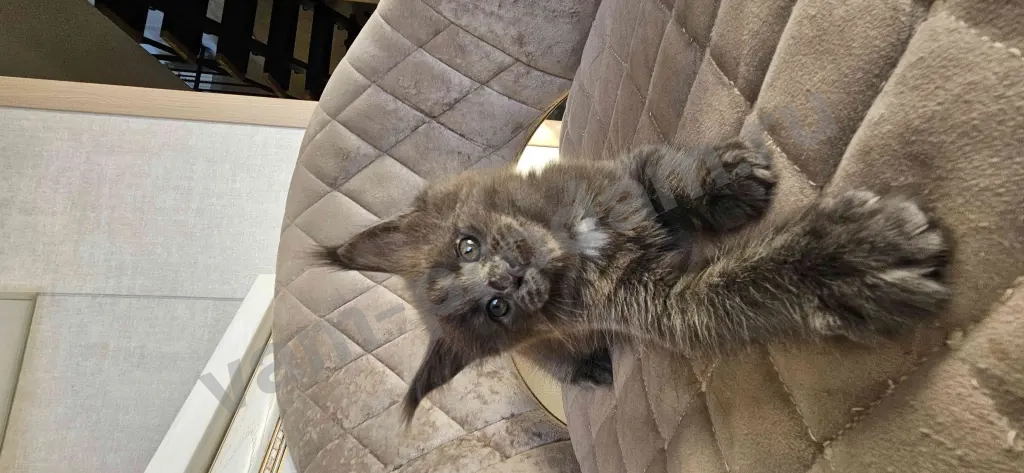 Котята Мейн-кун