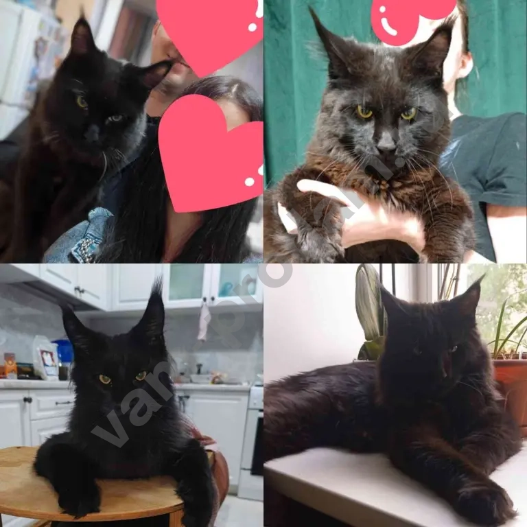 Котята Мейн-кун