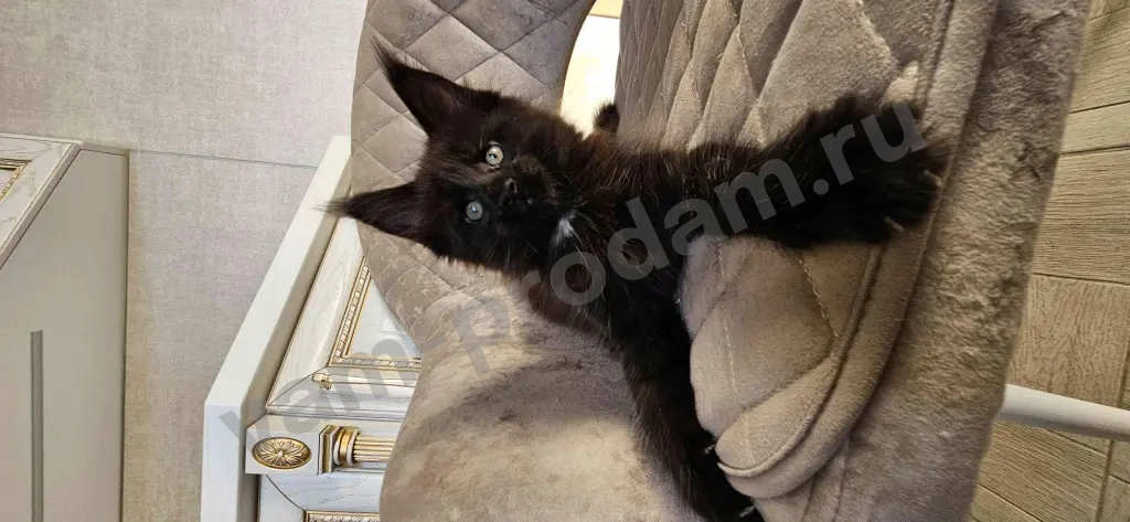 Котята Мейн-кун