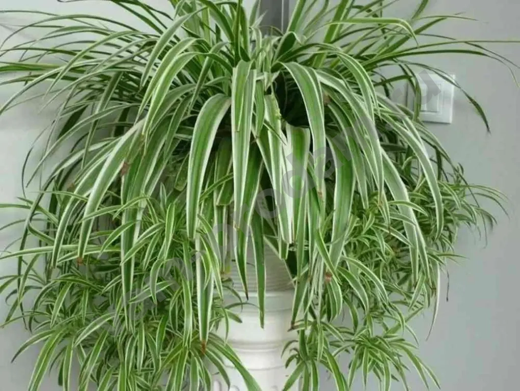 хлорофитум кудрявый