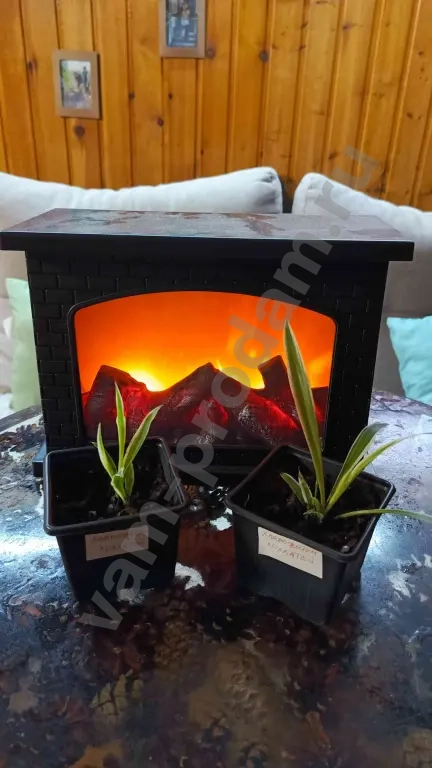 хлорофитум кудрявый