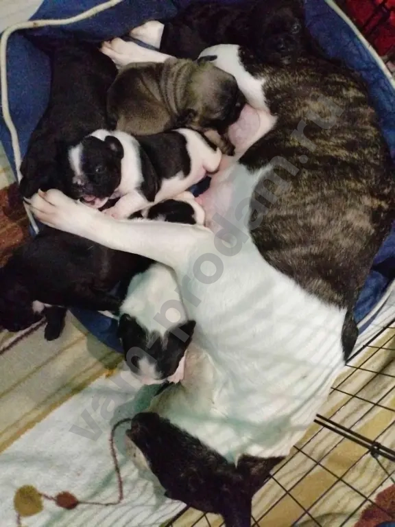 Щенки французского бульдога