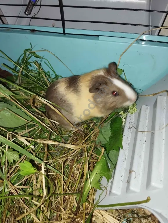 морские свинки