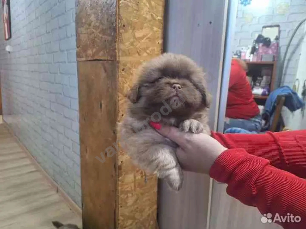 щенок пикинеса