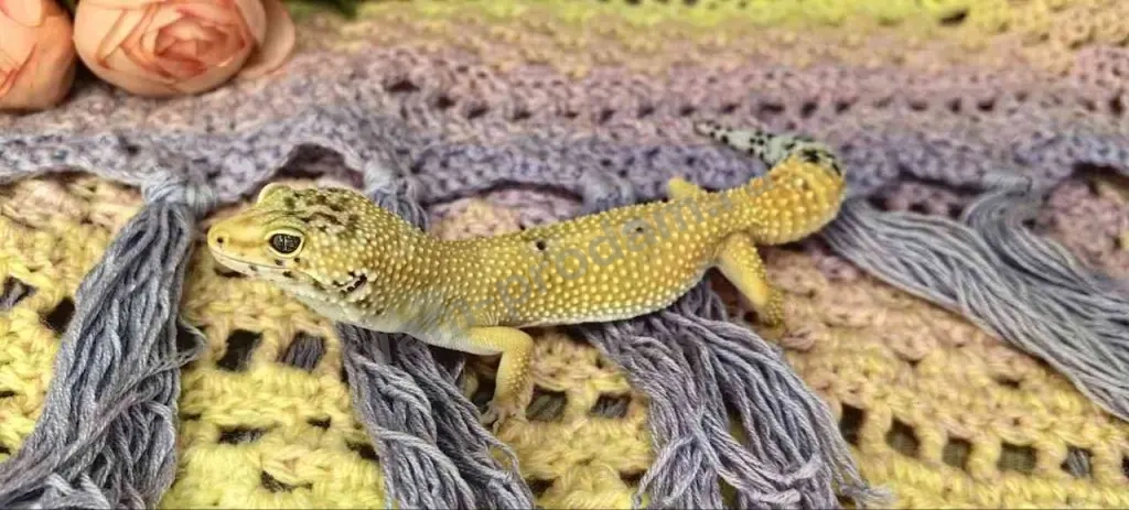 Эублефар Геккон